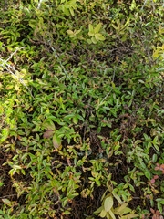 Vaccinium boreale