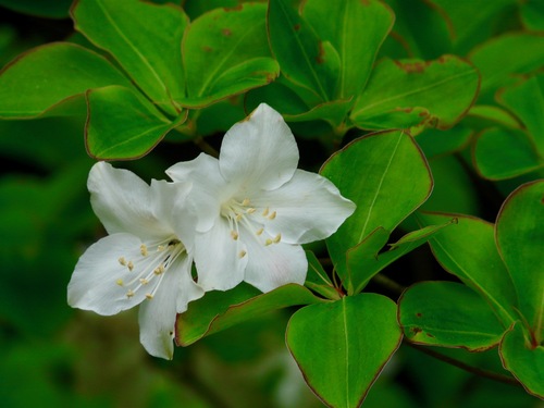 Cork azalea (Rhododendron quinquefolium)
