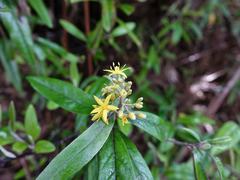 Corokia buddleioides