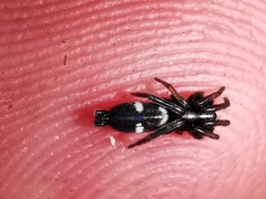 Herpyllinae