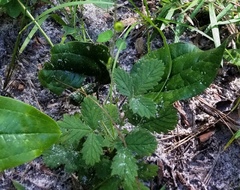 Agrimonia microcarpa