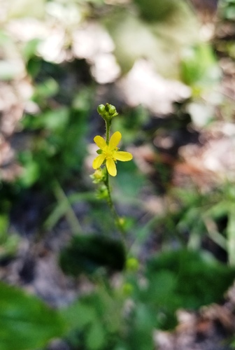 smallfruit agrimony (Agrimonia microcarpa)