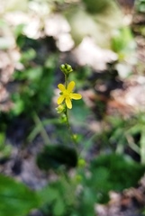 Agrimonia microcarpa