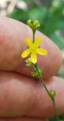 Agrimonia microcarpa