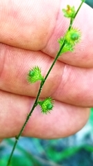 Agrimonia microcarpa