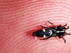 Herpyllinae