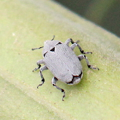 Trichobaris compacta