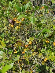 Smilax walteri