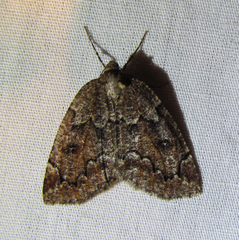 Spodolepis substriataria