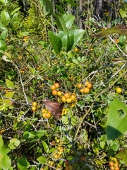 Smilax walteri