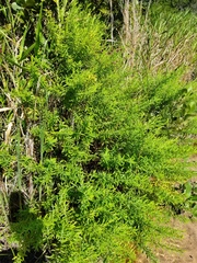 Hypericum densiflorum