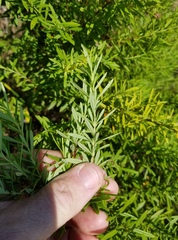Hypericum densiflorum