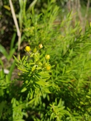 Hypericum densiflorum