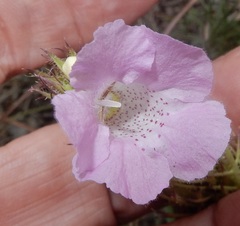 Agalinis densiflora