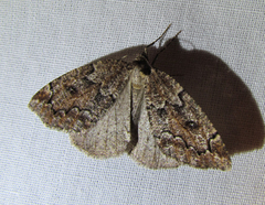 Spodolepis substriataria