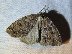 Spodolepis substriataria