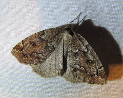 Spodolepis substriataria