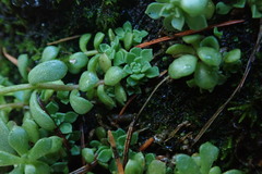 Sedum cockerellii