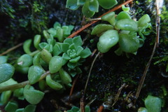 Sedum cockerellii