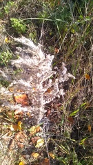 Echium italicum biebersteinii