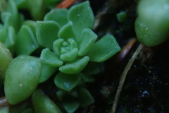 Sedum cockerellii