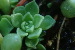 Sedum cockerellii