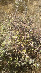 Pyrus elaeagrifolia