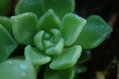 Sedum cockerellii