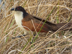 Centropus cupreicaudus