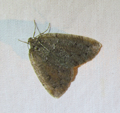 Spodolepis substriataria