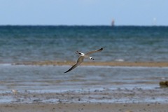 Gelochelidon nilotica