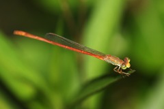 Ceriagrion