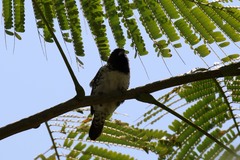 Spermestes cucullata