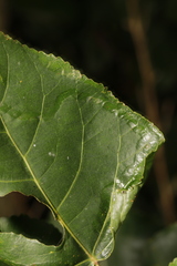 Phyllocnistis unipunctella