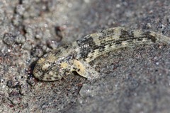 Gobiidae