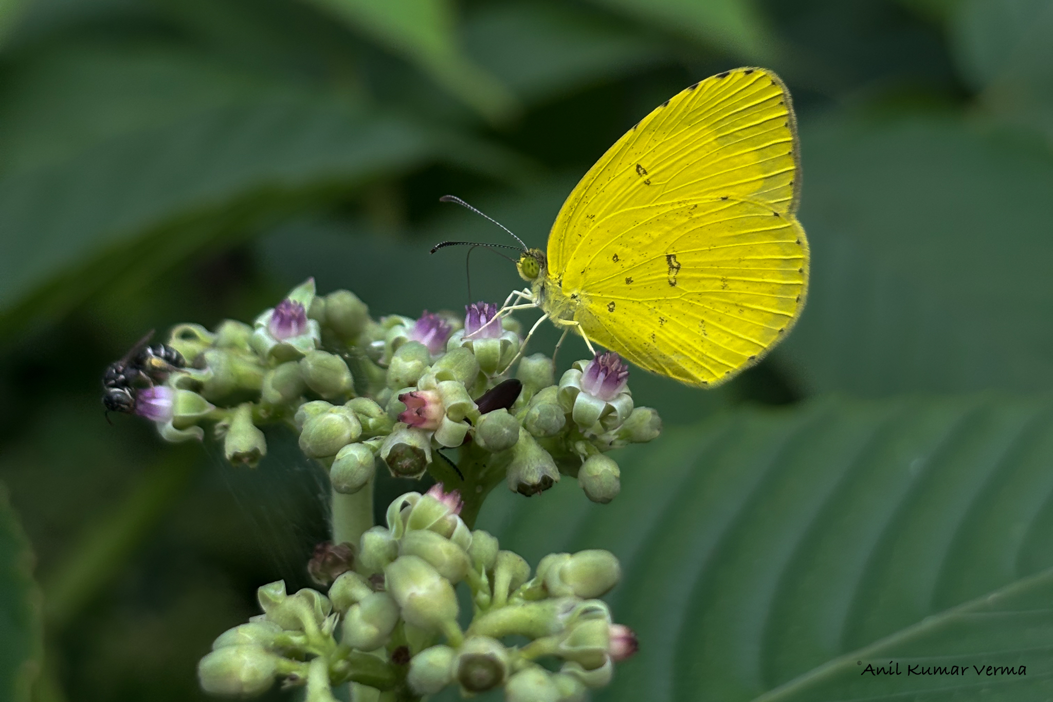Common Grass Yellow