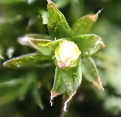 Orthotrichum diaphanum