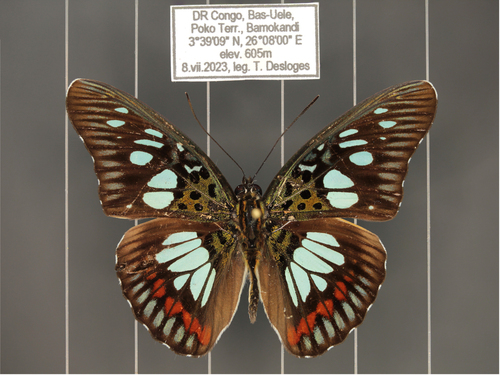 Green False Acraea
