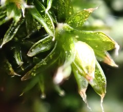 Orthotrichum diaphanum