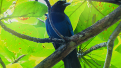 Cyanocorax caeruleus