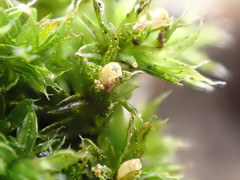 Orthotrichum diaphanum