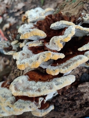 Inonotus hispidus hispidus