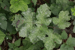 Erysiphe heraclei