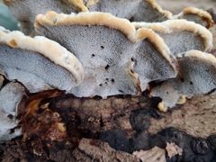 Inonotus hispidus hispidus