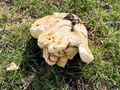 Neolentinus ponderosus