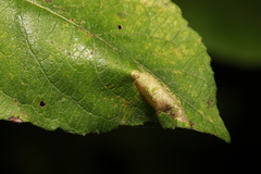 Phyllonorycter salicicolella