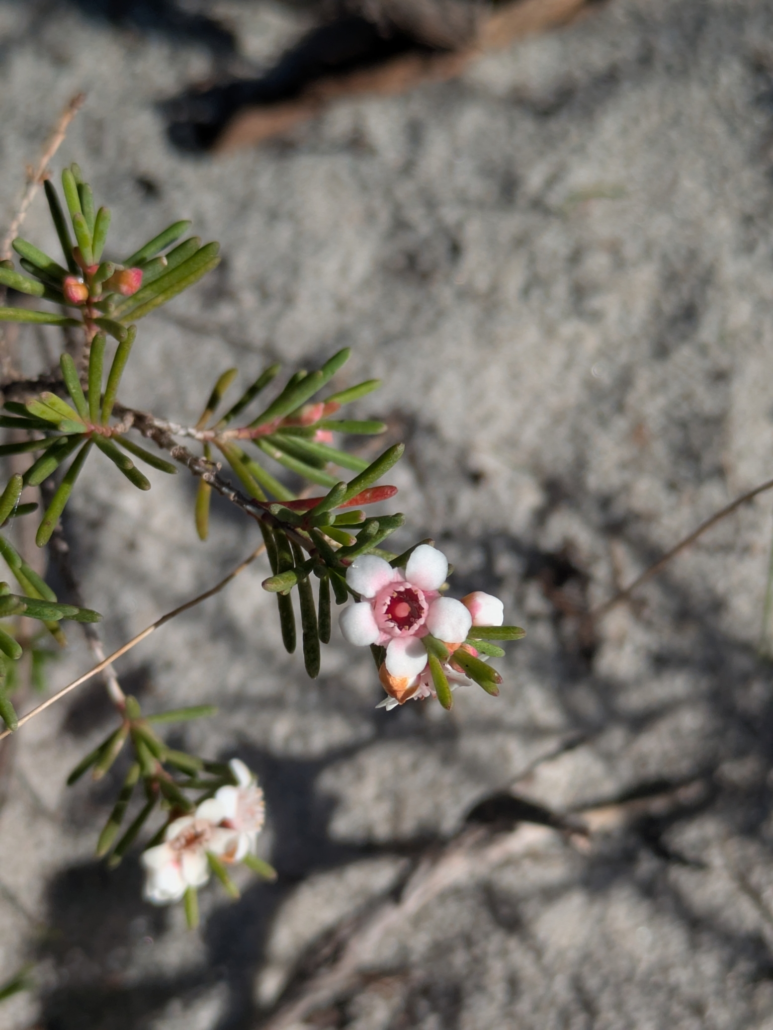 Chamelaucium ciliatum