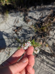 Chamelaucium ciliatum, photograph author not stated, no rights reserved