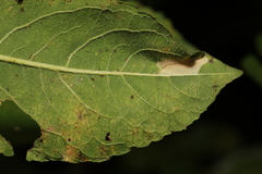 Phyllonorycter salicicolella