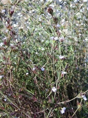 Satureja hortensis
